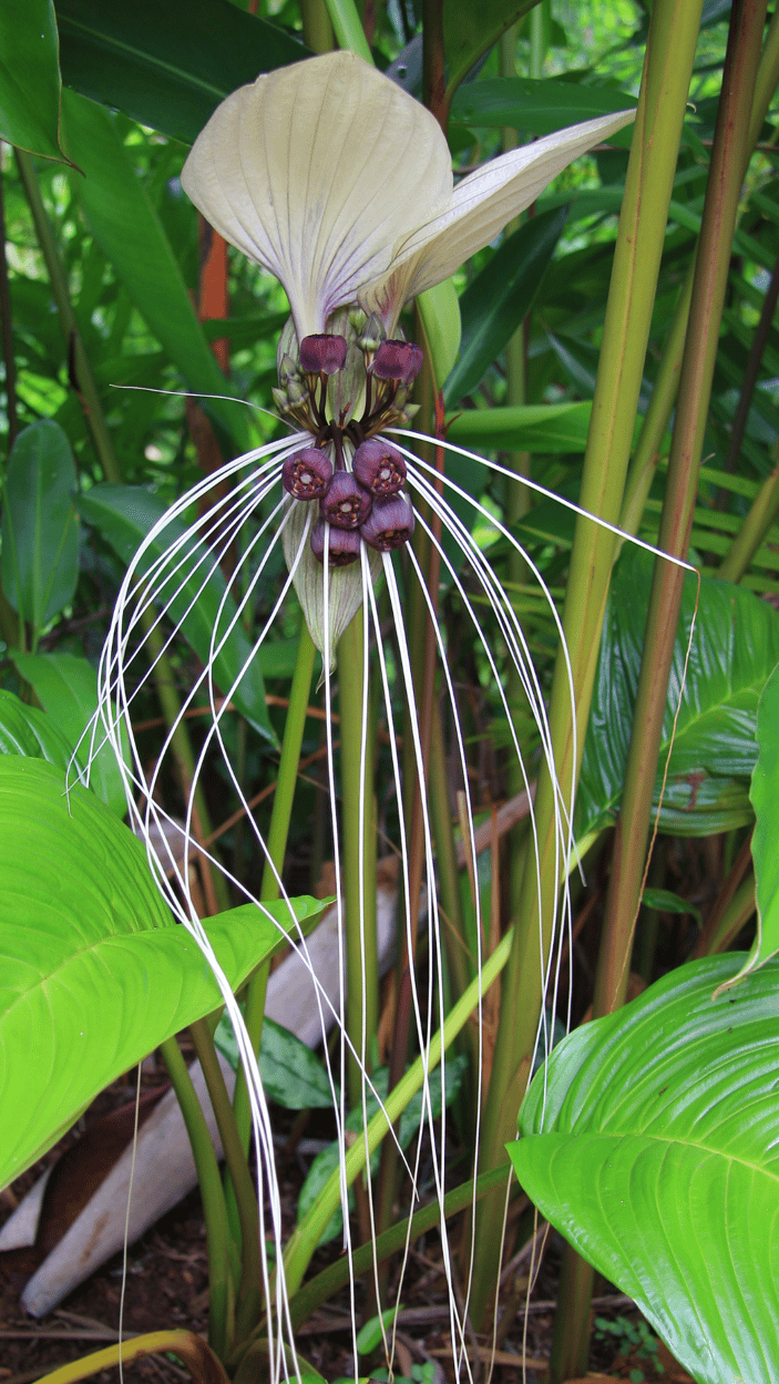 Plant Profile Bat Plant (Tacca spp.)